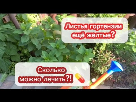 Видео: ХЛОРОЗ не оставляет в покое?Лист не зеленеет? Лечим гортензию до победы💪 Ликбез про подкисление почв