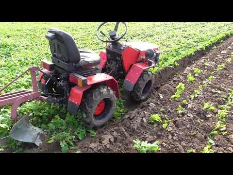 Видео: МТЗ 132н. Вспашка горчицы. Завершаю сезон 2024