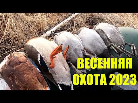 Видео: Весенняя охота на селезней 2023. Первый выезд.