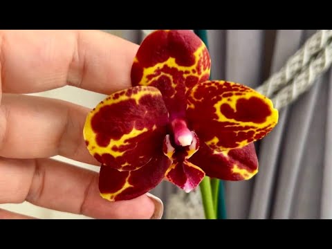 Видео: Поступление орхидей. Змеиная Кожа, Фонда, Пикассо, Сакрифайс, Violet Queen, Теплая отправка зимой.