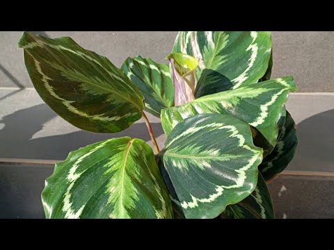 Видео: Calathea Medallion (Калатея Медальон) посадка реанимашка