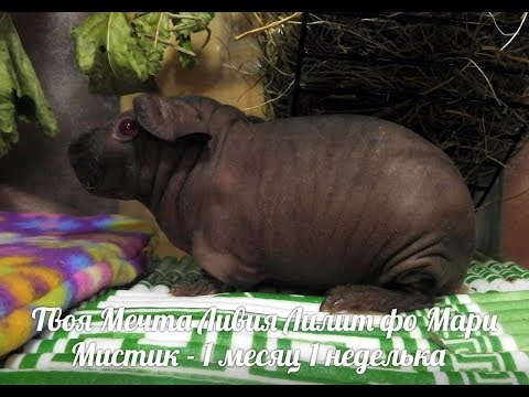 Видео: ЧТО Я КУПИЛА ДЛЯ МОРСКОЙ СВИНКИ - СКИННИ - ЛИЛИ ( ПИТОМНИК "МАРИ МИСТИК" )