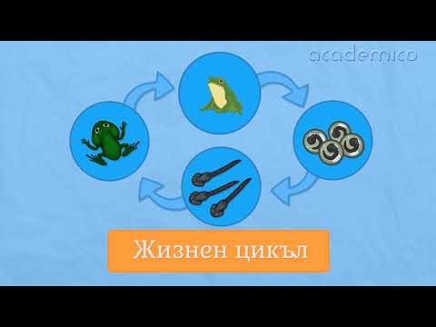 Видео: Размножаване, растеж и развитие на животните - Човекът и природата 4 клас | academico