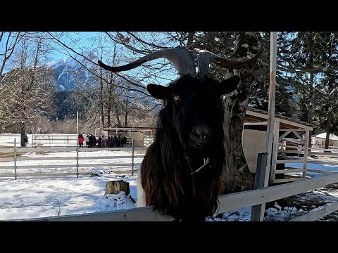 Видео: 2024.02.23 - Архыз_часть1