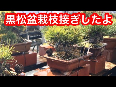 Видео: Ветвление бонсай Куромацу, ветвление бонсай с низкой устрицей, ветвление камелии бонсай, полив в