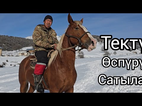 Видео: Бүгүн 7 ноября 2025 Зор Тектүү өспүрүм сатуга чыкты #атбазар #продажалошадей #horse #rek Корстун.бал