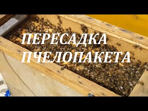 Видео: ПЕРЕСАДКА ПЧЕЛОПАКЕТОВ в ульи.