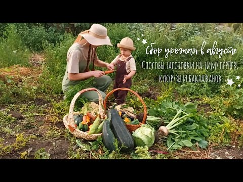 Видео: Сбор урожая в августе | Способы заготовки на зиму перцев, кукурузы и баклажанов 