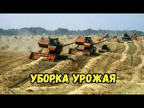 Видео: уборка урожая, НИВА СК5, ДОН-1500Б, МТЗ, ЮМЗ6, МТЗ 80, МТЗ 82, Кировец, Киргизстан пресование соломи
