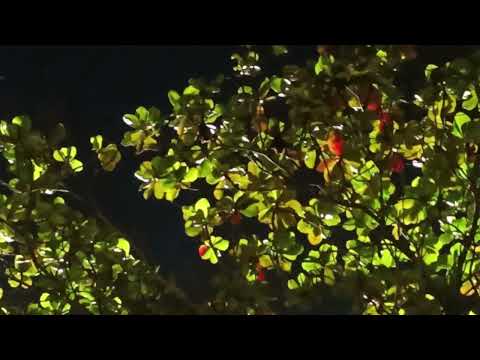 Видео: 12 ноября 2025 г.