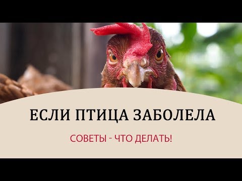 Видео: БОЛЕЗНИ КУР - советы! Что делать, когда заболела курица? \\ Советы универсальны и для других птиц!