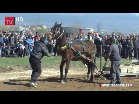 Видео: ВИДЕО: Двугодишното конче Декот, стана любимец на конните състезания в Гоце Делчев