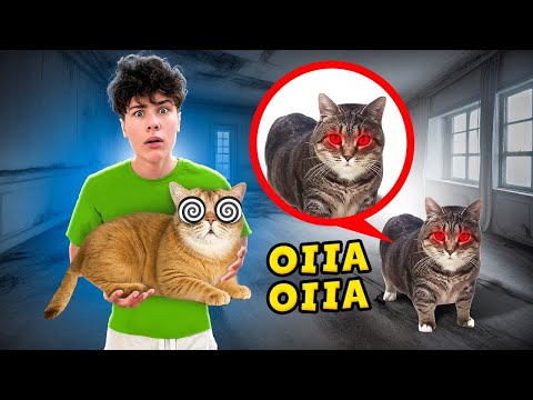 Видео: Почему КОТ OIIAOIIA ПРИШЕЛ К НАШЕМУ КОТУ В реальной жизни !!!