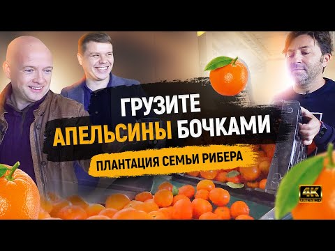 Видео: ЖИЗНЬ В ИСПАНИИ. ВАЛЕНСИЯ – КОЛЫБЕЛЬ АПЕЛЬСИНОВ. ДИКАРЯМИ В ВАЛЕНСИИ 2