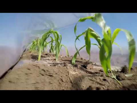 Видео: Сахарная кукуруза - серия 8. Как защитить растения от морозов и приморозков. Морозы и кукуруза