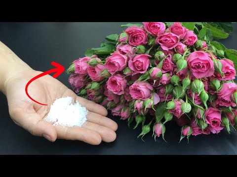 Видео: Секрет флориста: как сохранить свежие цветы на целый месяц и не допустить их гниения!