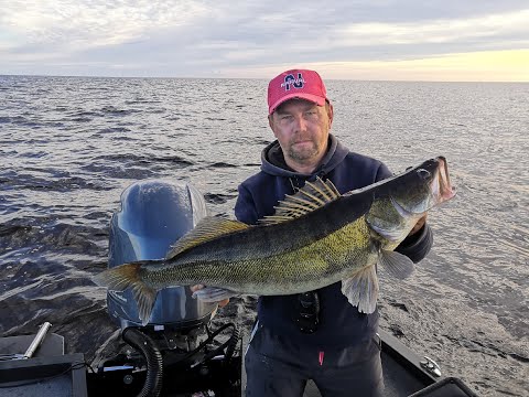 Видео: Утро на Рыбинском водохранилище . Ловим судаков .