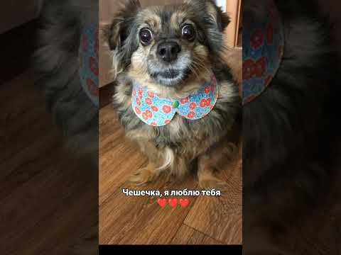 Видео: Самая любимая собака на свете ❤️🐶