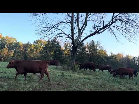 Видео: Руководство для фермеров: как перемещаться среди мертвых деревьев и безопасно выпасать скот на же...