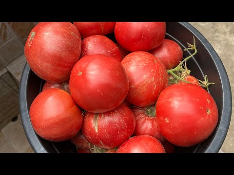 Видео: На 26.08.2025г.ще изпратим семената от доматите