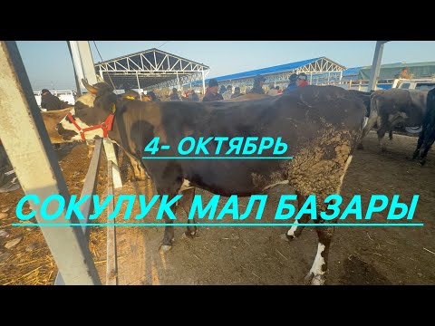 Видео: Уй базар сокулук мал базары 4- октябр