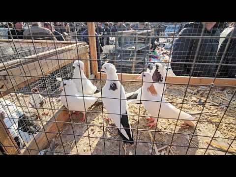 Видео: Голубиный рынок Баку 2025