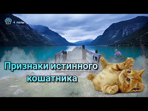 Видео: Признаки истинного кошатника