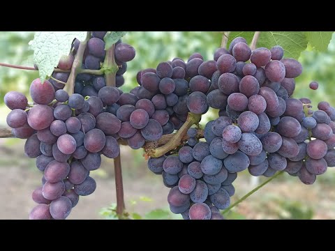 Видео: Короткий огляд ранніх форм винограду 2024