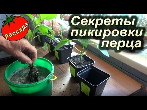 Видео: ПИКИРОВКА ПЕРЦЕВ И БАКЛАЖАН - ЭКСПЕРИМЕНТ!