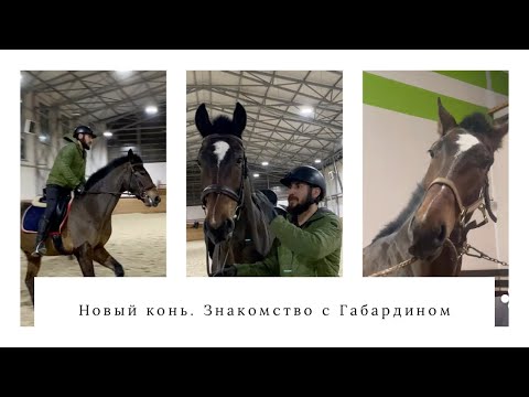 Видео: Новый молодой конь. Знакомство с Габардином