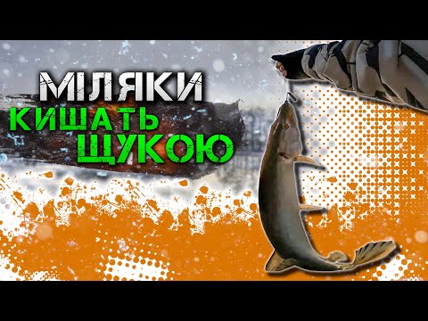 Видео: ✅Міляки кишать щукою! Щука на Джиг-Ріг✅