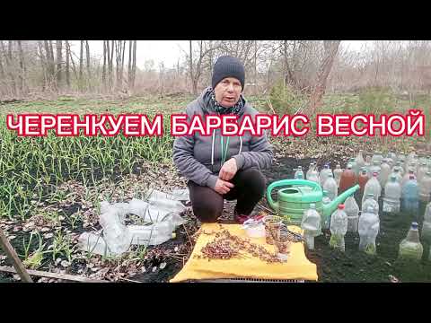 Видео: ЧЕРЕНКОВАНИЕ БАРБАРИСА ВЕСНОЙ. 10 АПРЕЛЯ 2025Г.