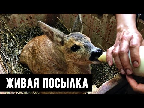 Видео: Как нам привезли маленького КОСУЛЕНКА