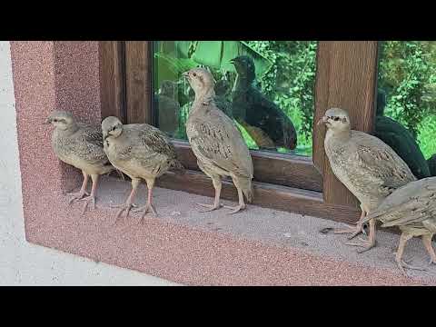 Видео: Чучахои Дулангибрид