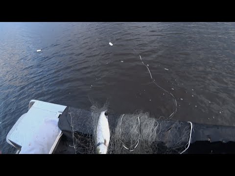 Видео: Рыбалка сетями на ценную рыбу. Такую рыбалку не пожелаешь и врагу.