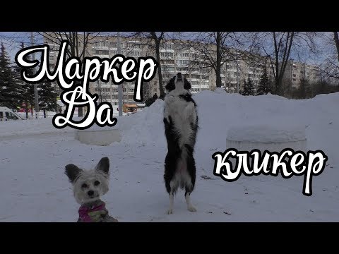 Видео: Маркер "Да" кликер / Дрессировка собак