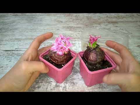 Видео: Под ванной наткнулась))))) Гиацинт.