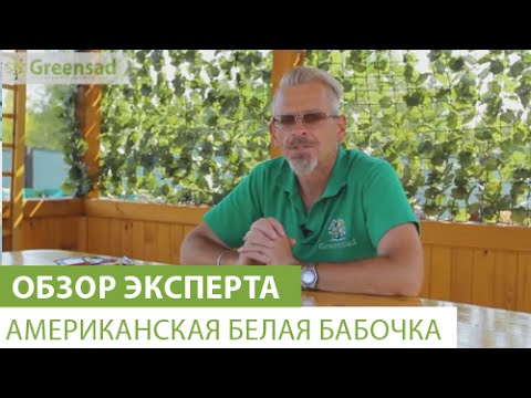 Видео: Американская белая бабочка