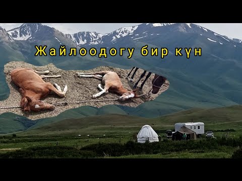 Видео: Жайлоодогу бир күн.