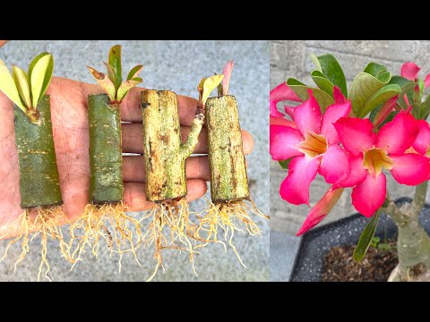 Видео: Выращивание цветов адениума таким способом вы наверняка не знаете