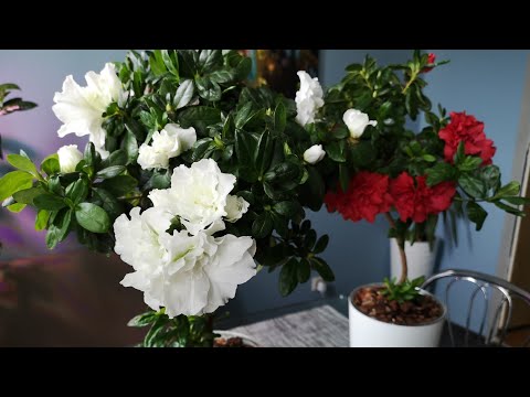 Видео: АЗАЛИЯ. ОСОБЕННОСТИ ЛИСТЬЕВ. Тургор листьев азалии.