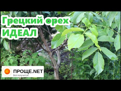 Видео: Грецкий орех Идеал в Марий Эл. Июль 2020. Огромные приросты этого сезона. Прищипка.