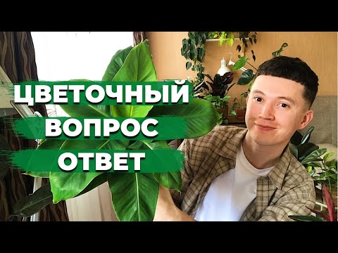 Видео: Про Комнатные Растения и Уход » Отвечаю на Ваши Комментарии