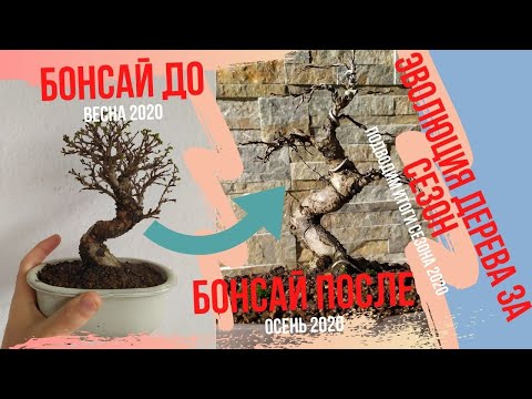 Видео: Эволюция бонсай за сезон активного роста. Как изменился бонсай за год? Bonsai Evolution