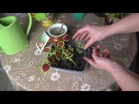 Видео: Сею и черенкую колеус