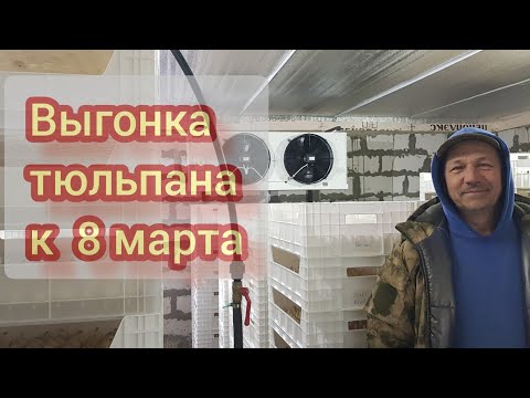 Видео: Укоренение луковиц тюльпана на гидропонике 5-й день