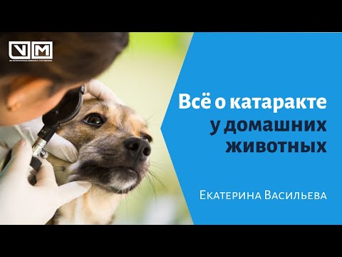 Видео: Всё о катаракте у домашних животных