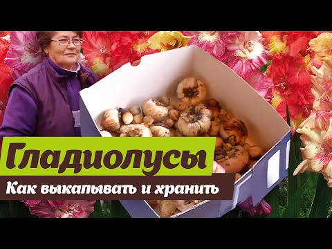 Видео: Выкопка и подготовка к хранению гладиолусов