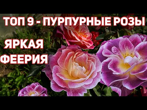 Видео: ТОП 9 - роз с фиолетовыми и пурпурными цветками!  Феерия, краски, яркость, пышность, восторг!