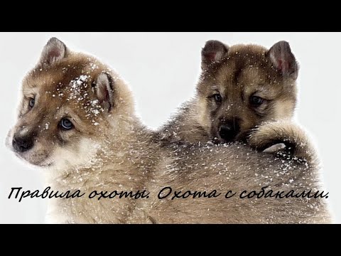 Видео: Очень важно! Правила охоты. Охота с собаками